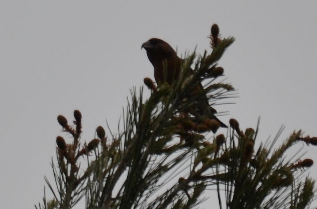 Red Crossbill - ML438243171