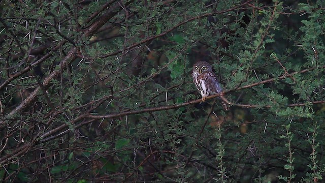 Pearl-spotted Owlet - ML438243681