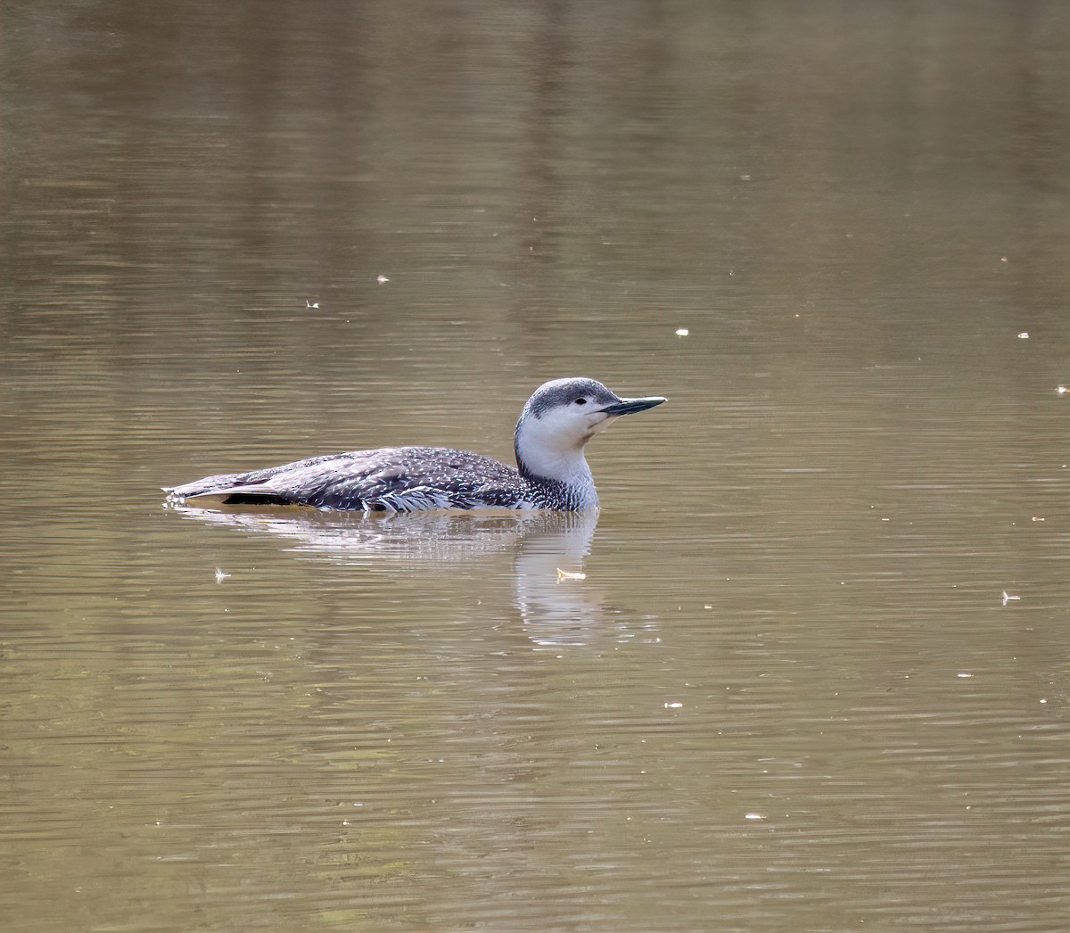 Red-throated Loon - ML438244471