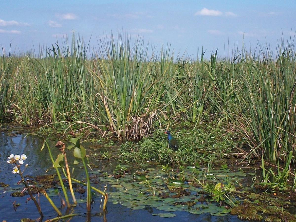 slípka žlutonohá - ML438247621