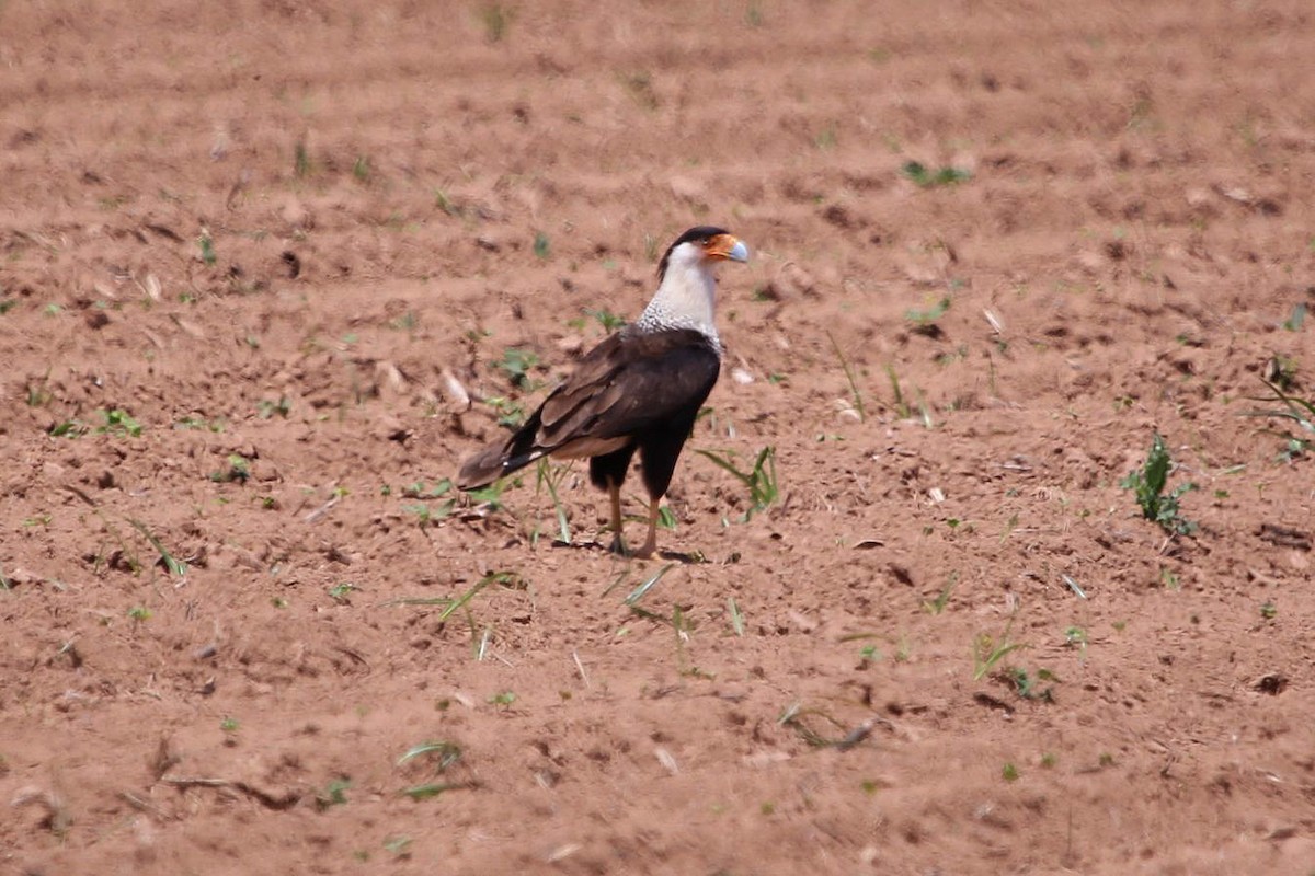 Crested Caracara (Northern) - ML438247761