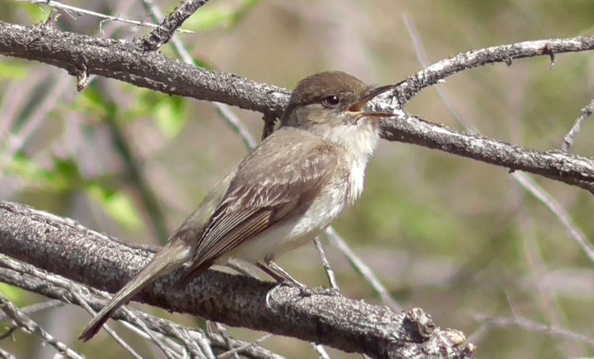 Eastern Phoebe - ML438247811