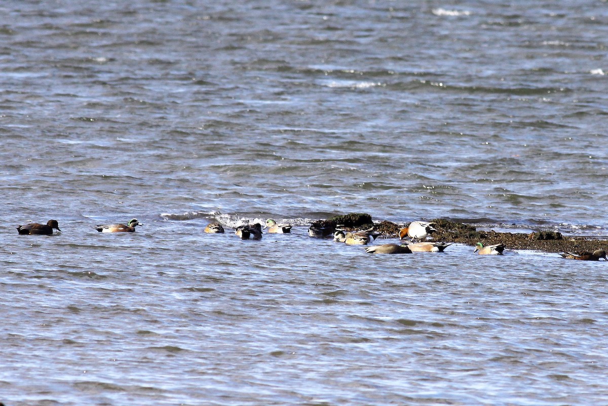 Ahate txistulari eurasiarra - ML43824791