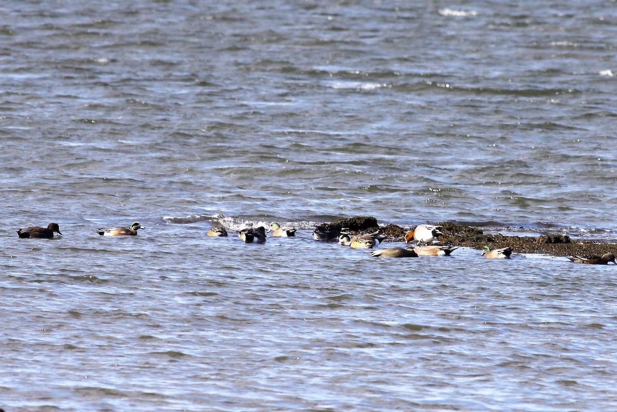 Eurasian Wigeon - ML43824791