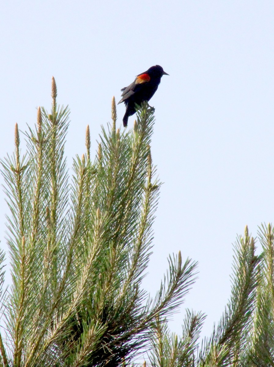 Red-winged Blackbird - Shannon Hodgson