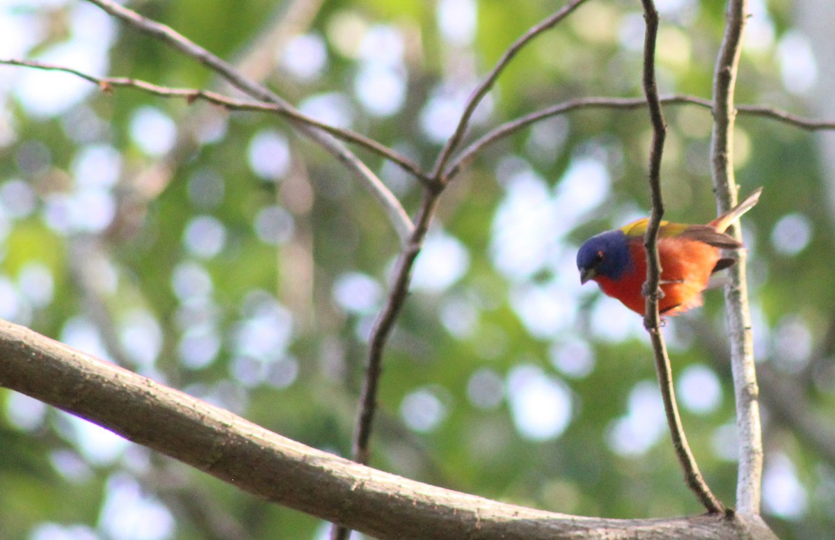 Painted Bunting - Shannon Hodgson