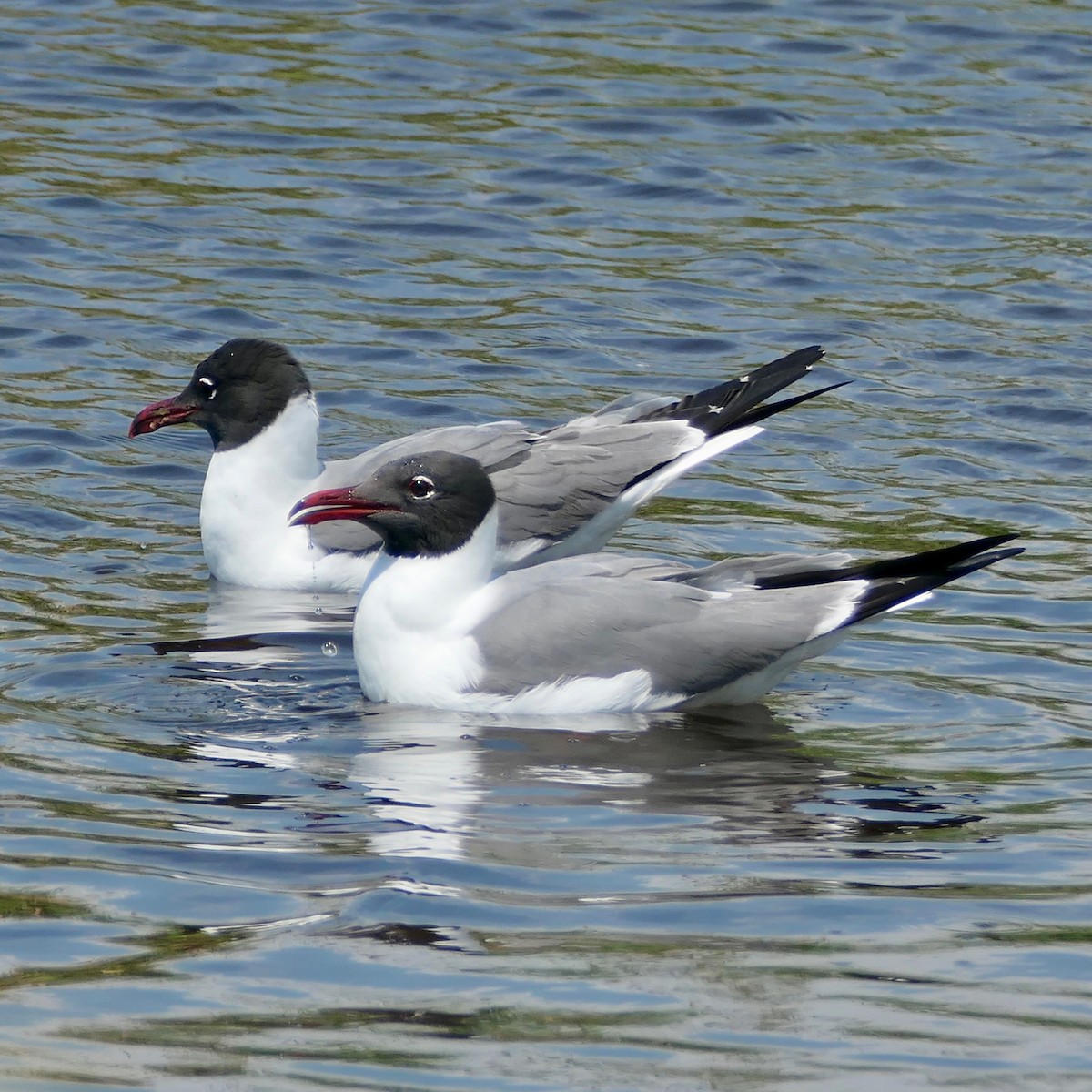 Laughing Gull - ML438249131