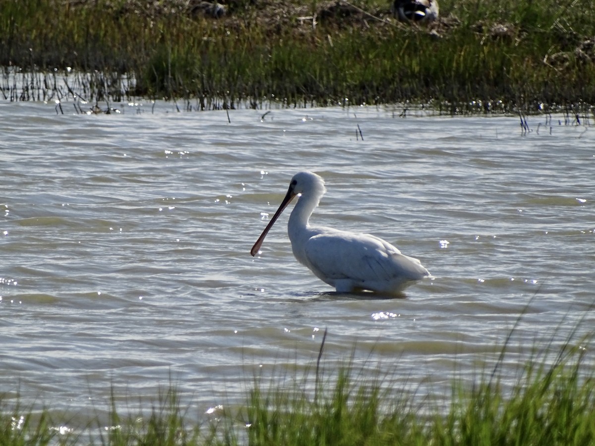 Eurasian Spoonbill - Andreas Minde