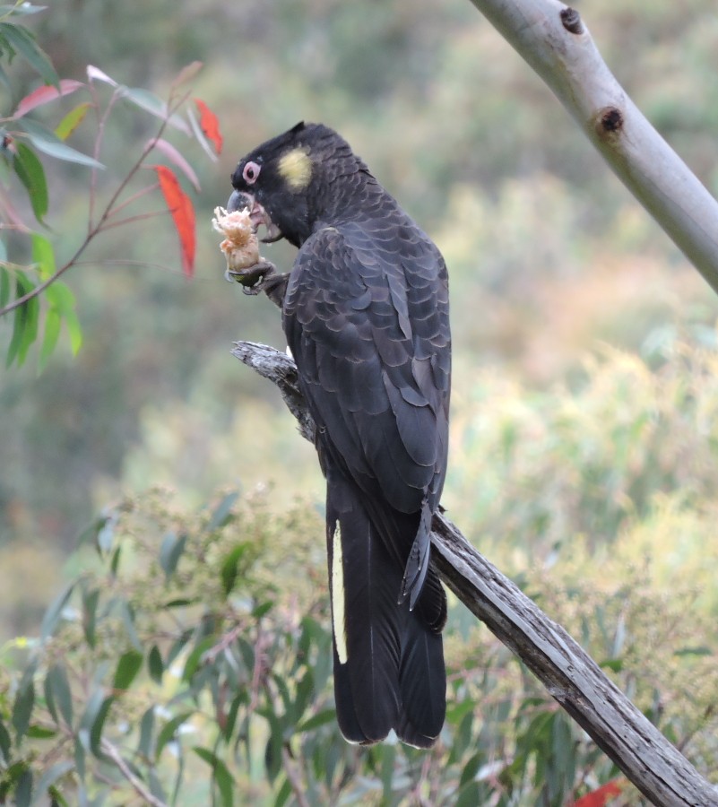 Yellow-tailed Black-Cockatoo - ML43825301