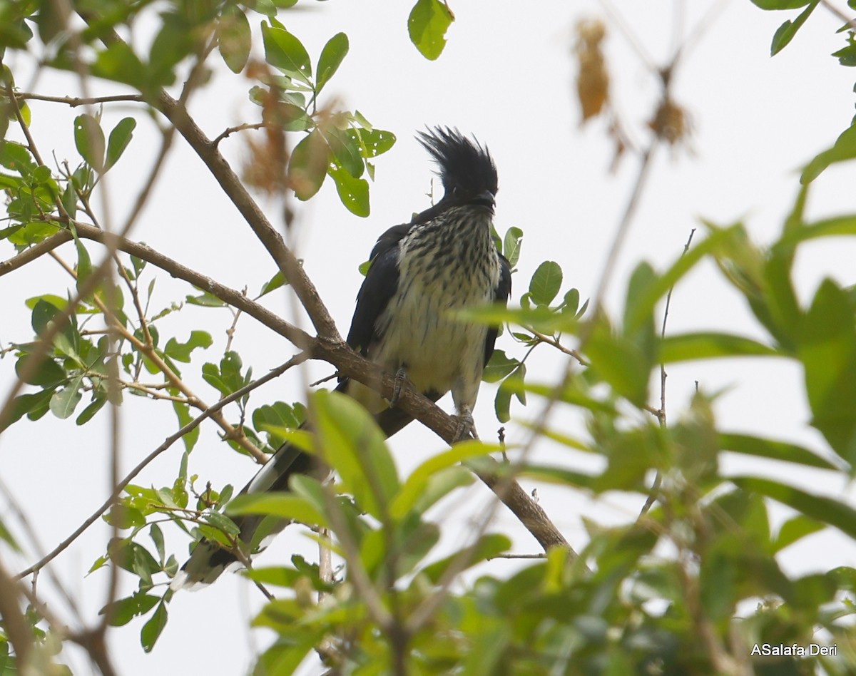 Levaillant's Cuckoo - ML438253051