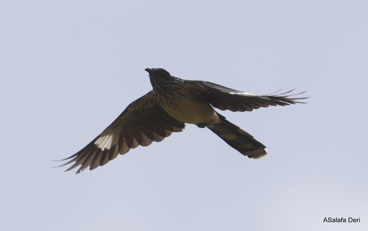 Levaillant's Cuckoo - ML438253171