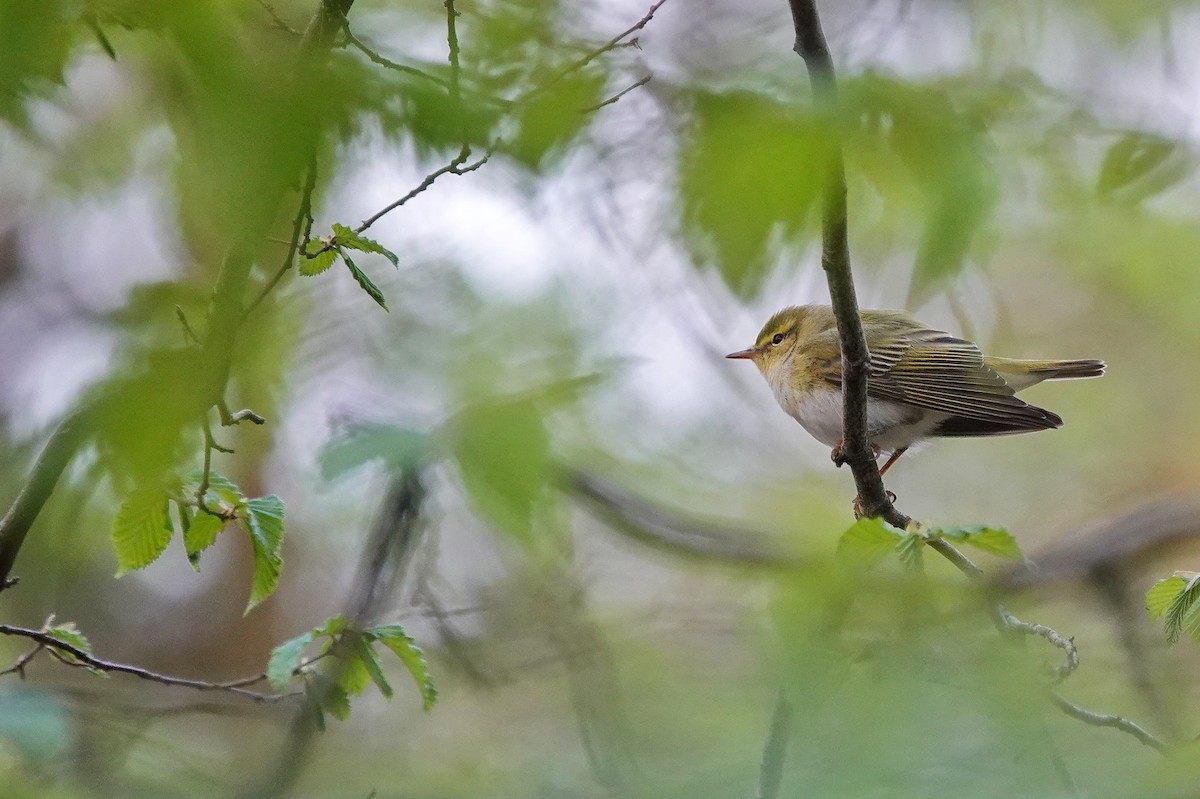 Wood Warbler - Thomas Gibson