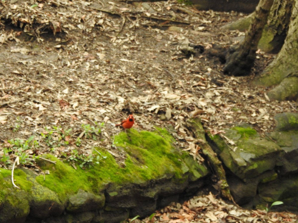 Northern Cardinal - ML438254291