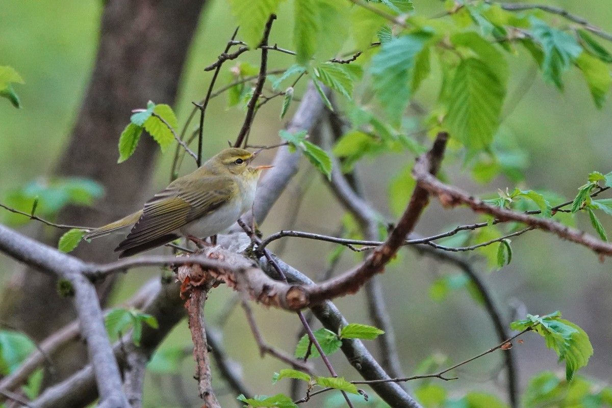 Wood Warbler - Thomas Gibson