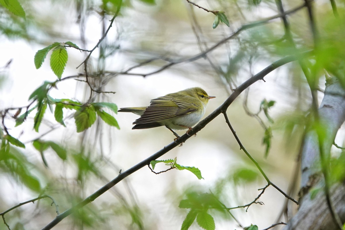 Waldlaubsänger - ML438254351