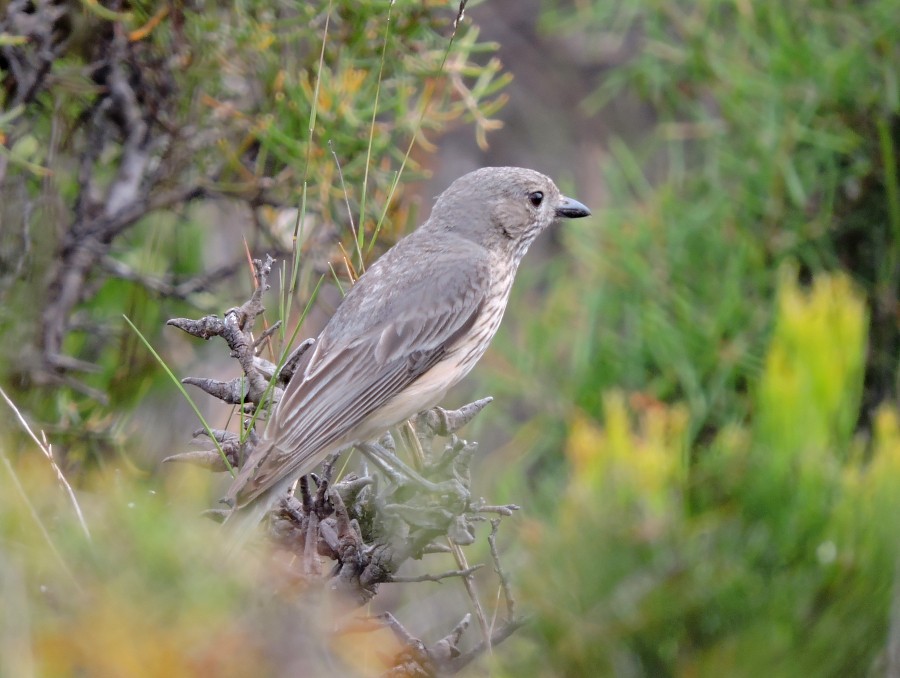 Rufous Whistler - ML43825461