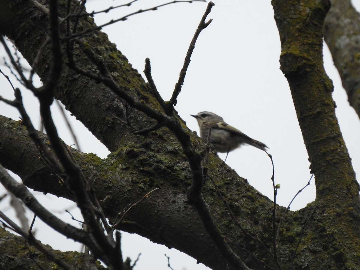 Golden-crowned Kinglet - ML438255481