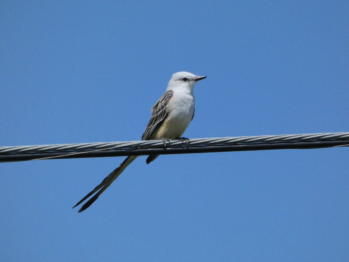 Scissor-tailed Flycatcher - ML438258421