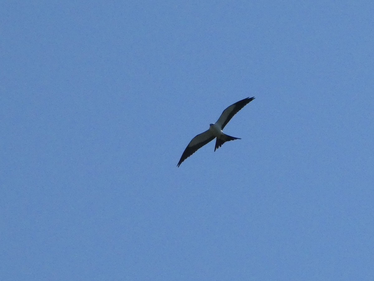 Swallow-tailed Kite - ML438258591