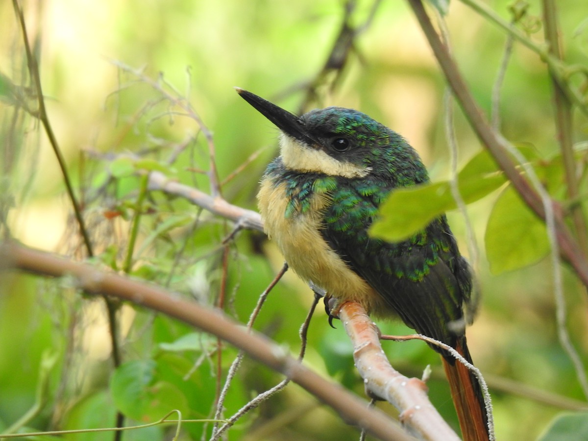 Jacamar à queue rousse - ML438259211