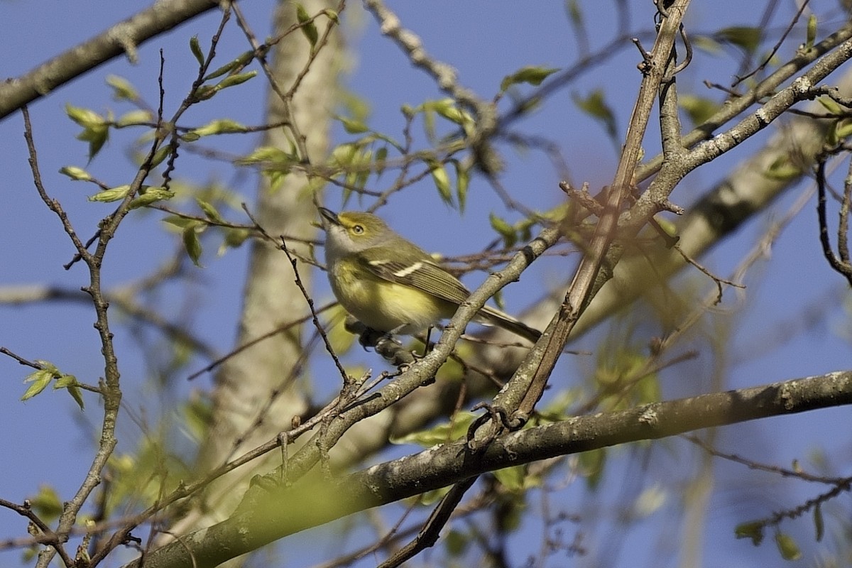 White-eyed Vireo - ML438260701