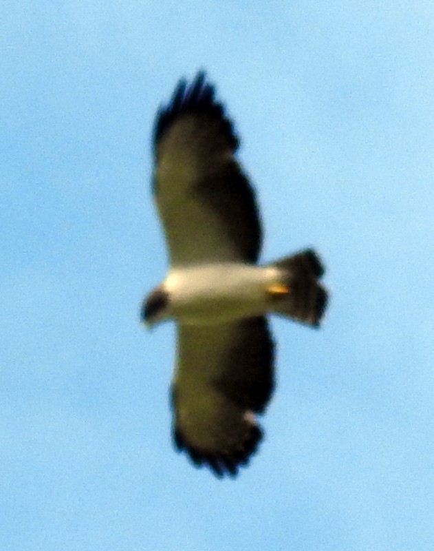 Swainson's Hawk - ML438261121