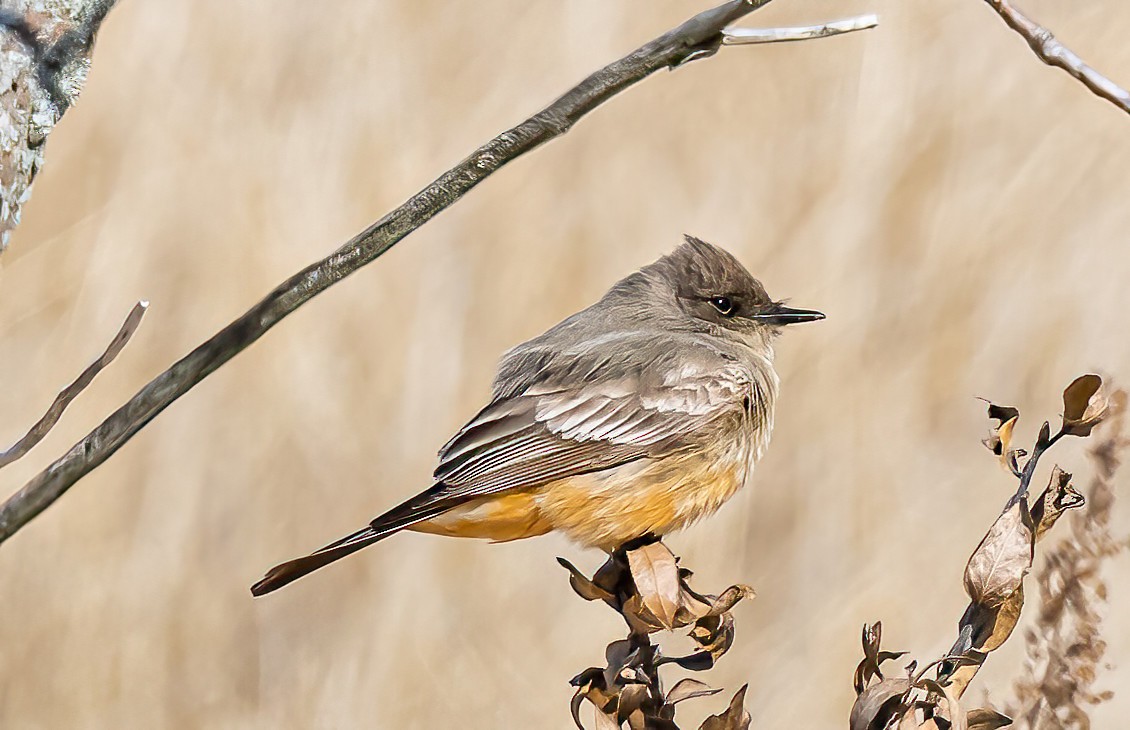 Say's Phoebe - Robert Bochenek