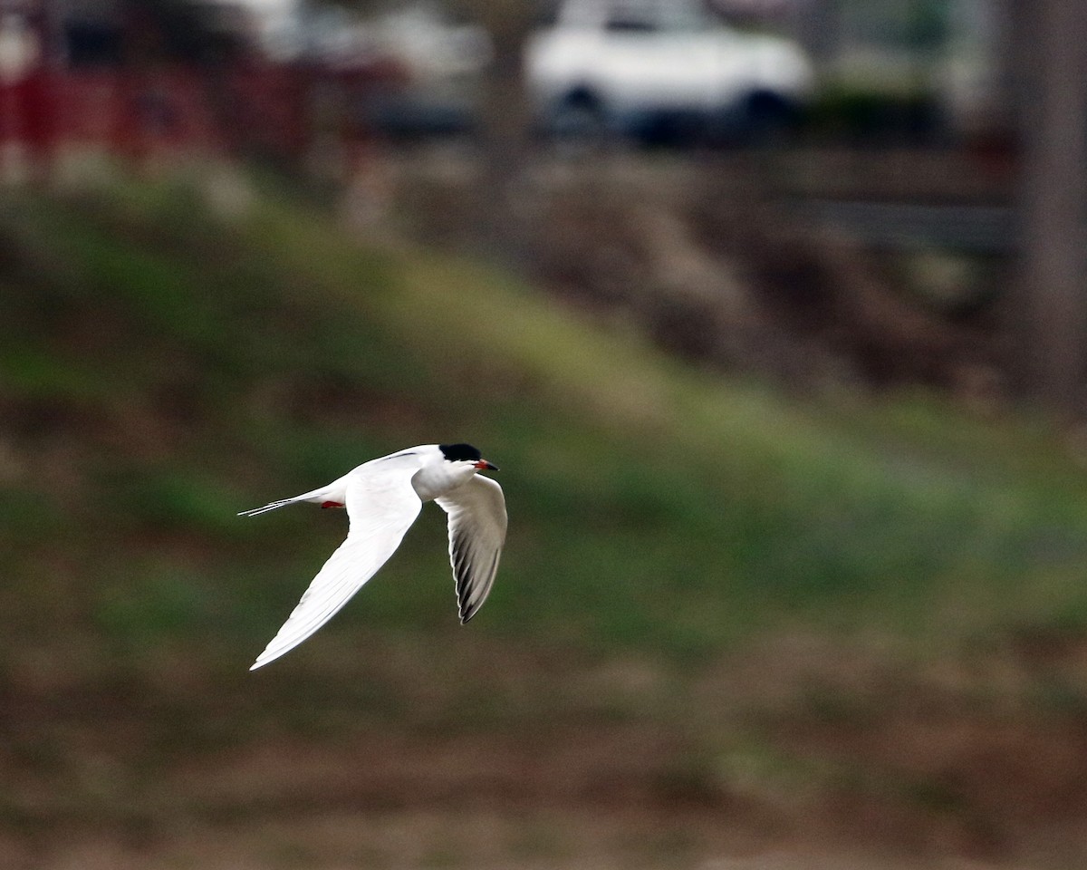 Forster's Tern - ML438261681