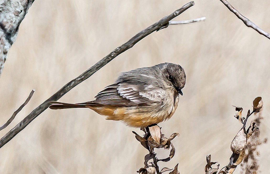 Say's Phoebe - Robert Bochenek