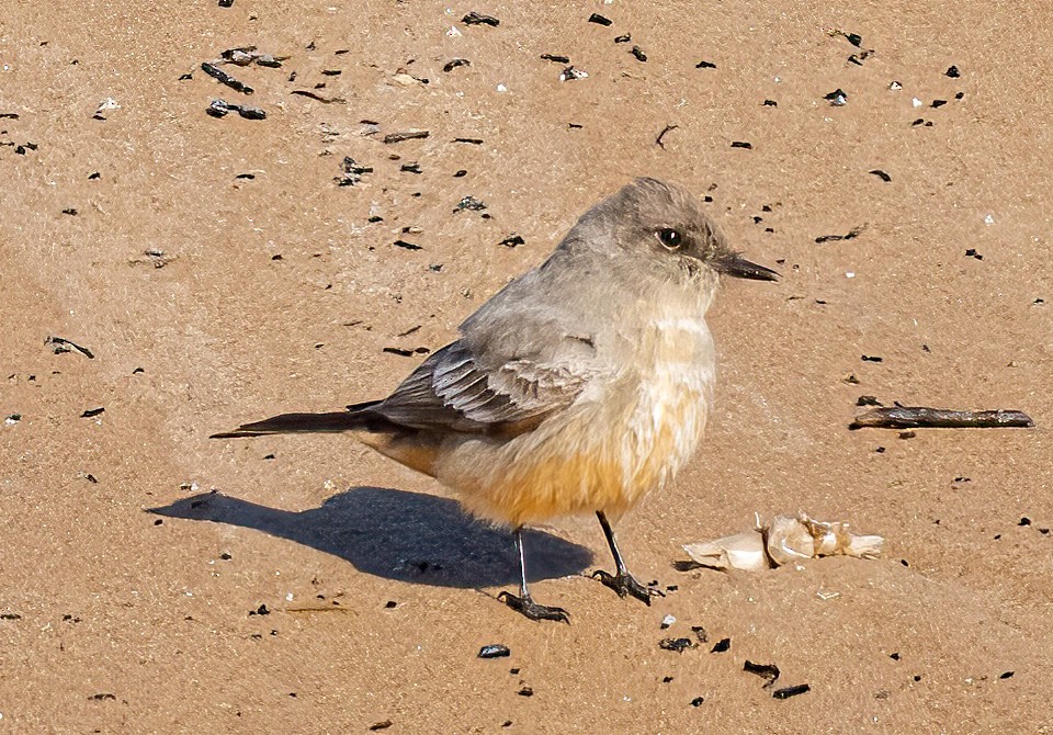 Say's Phoebe - Robert Bochenek