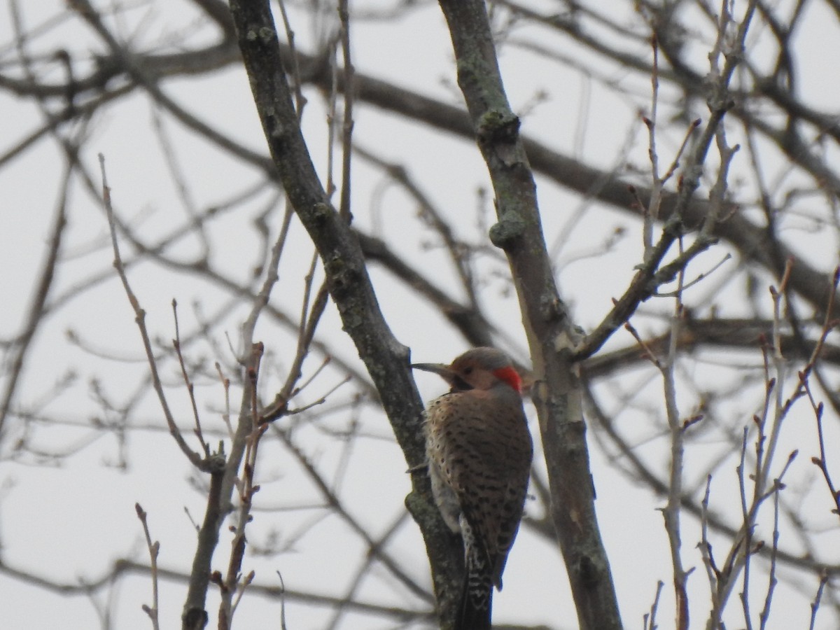 Northern Flicker - ML438262201