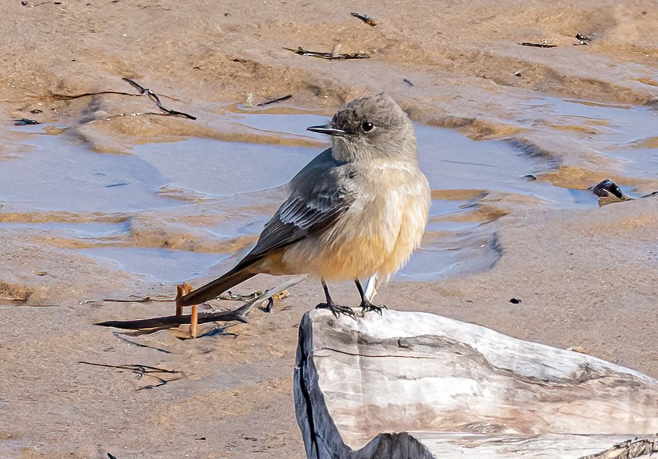 Say's Phoebe - Robert Bochenek