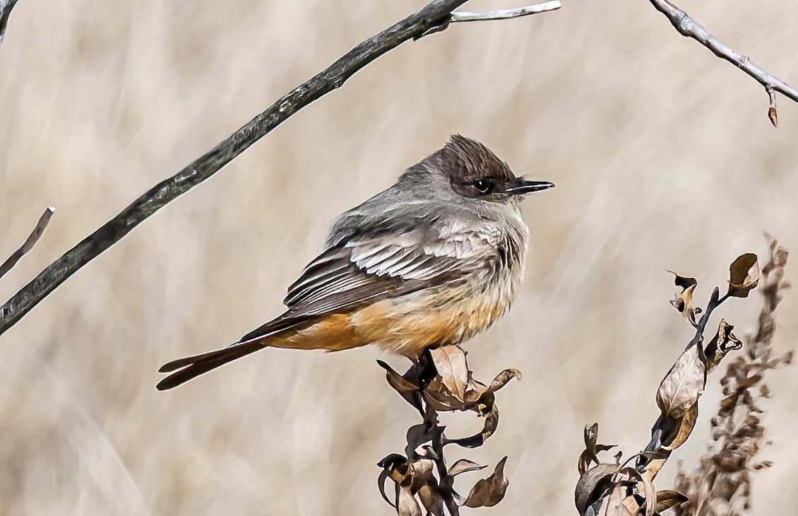 Say's Phoebe - Robert Bochenek