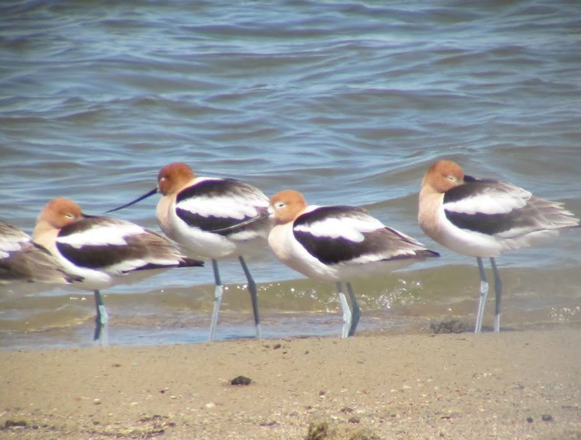 Avocette d'Amérique - ML438262791