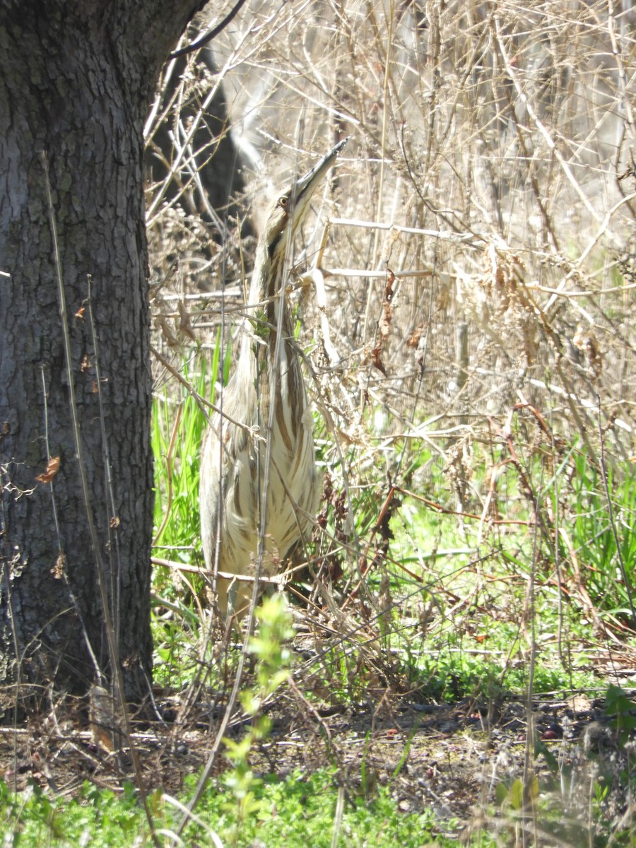 American Bittern - ML438262811