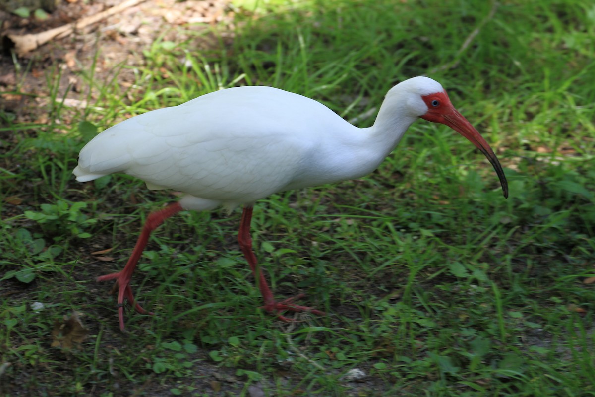 White Ibis - ML43826401