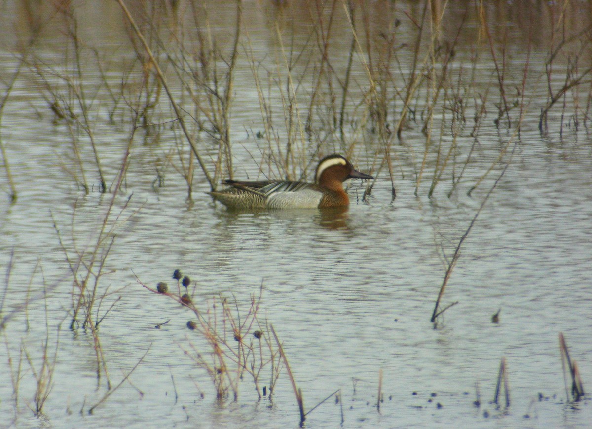 Garganey - Víctor Salvador Vilariño