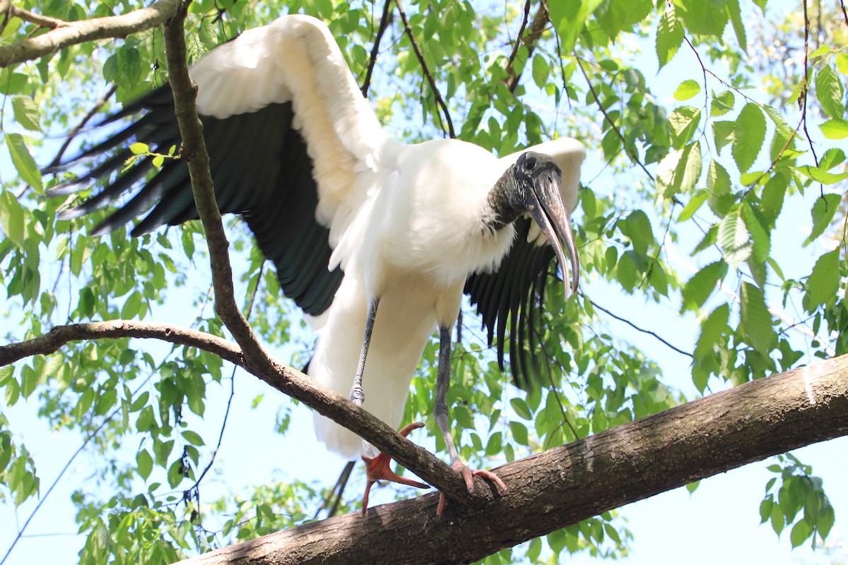 Wood Stork - Jennifer Allison