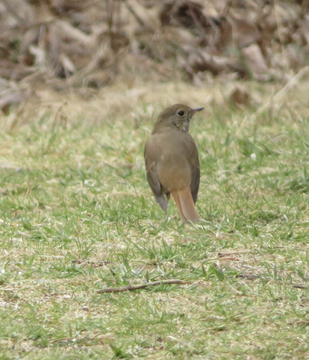 Hermit Thrush - ML438267091