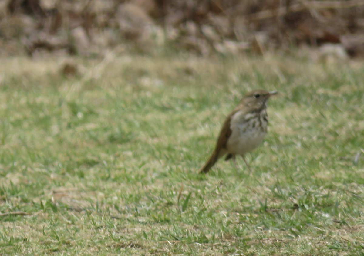 Hermit Thrush - ML438267101