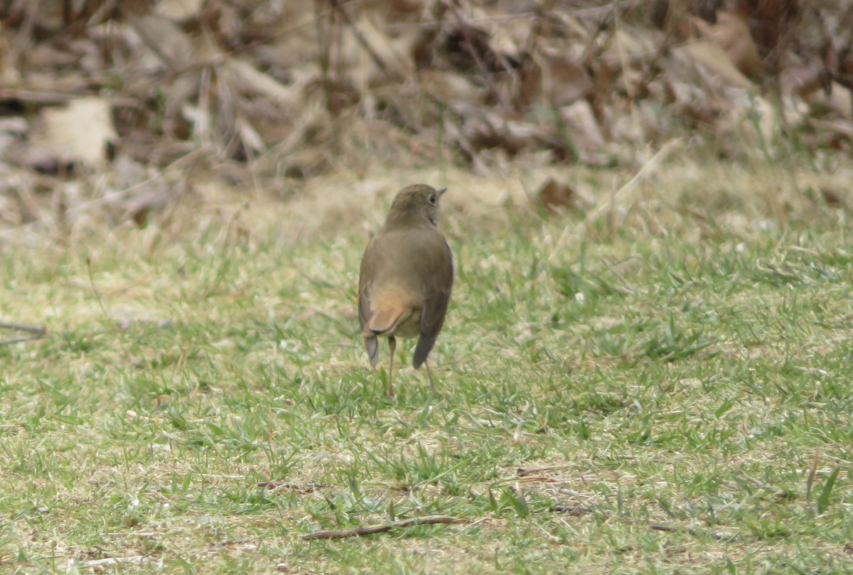 Hermit Thrush - ML438267111