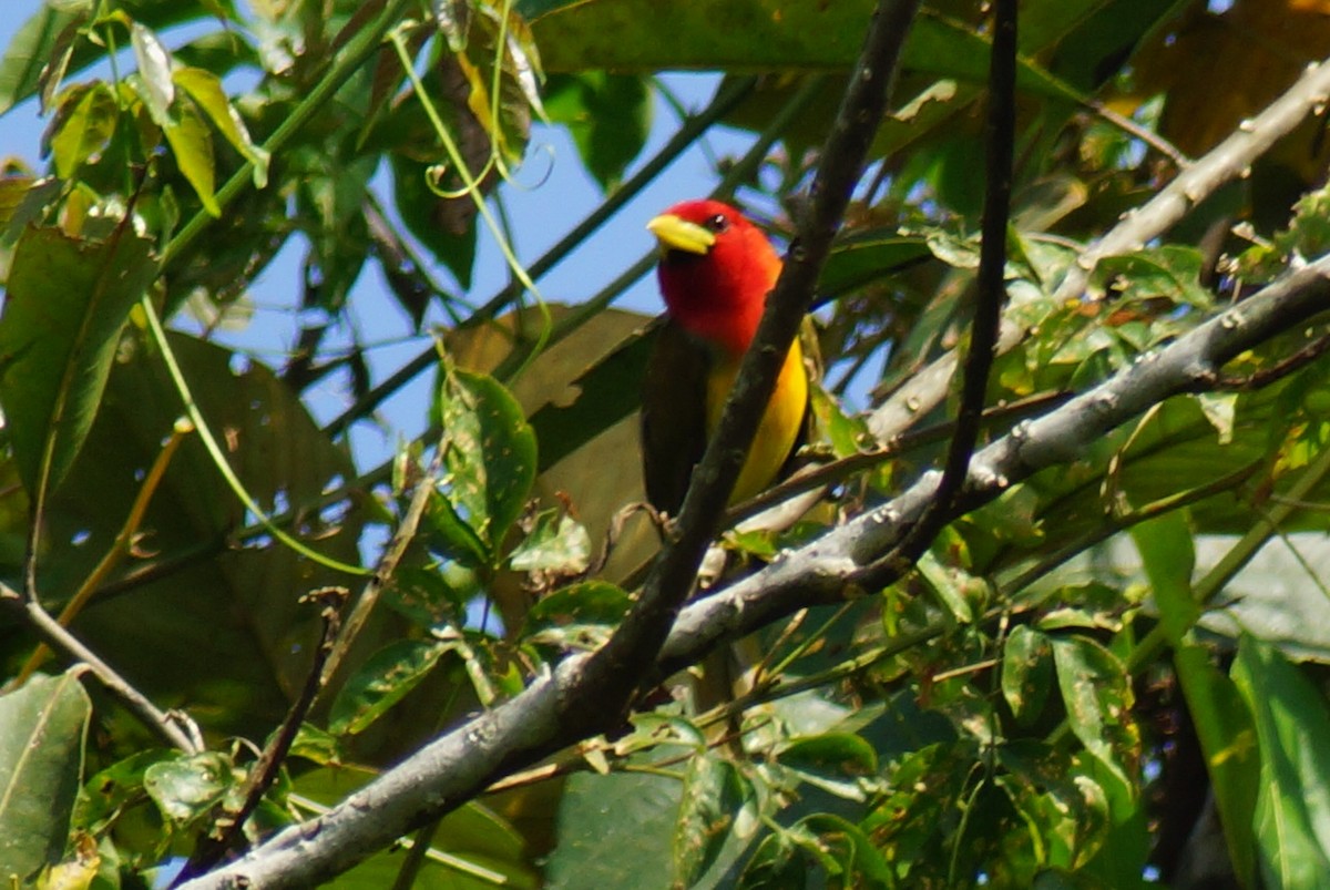 Scarlet-hooded Barbet - Robin Oxley 🦉