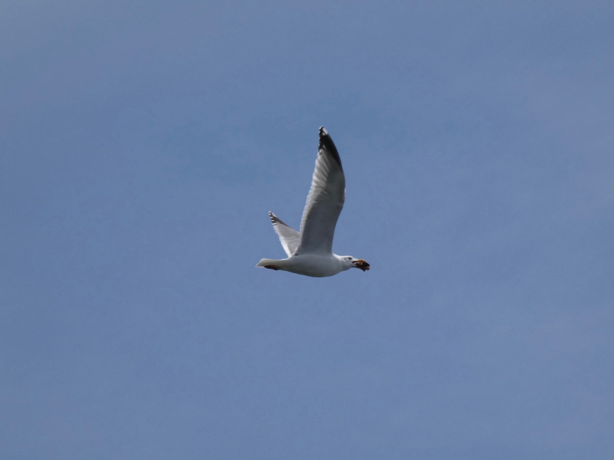 American Herring Gull - ML438269171