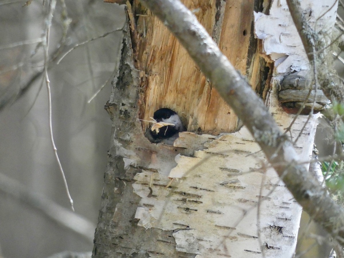 Black-capped Chickadee - ML438269301