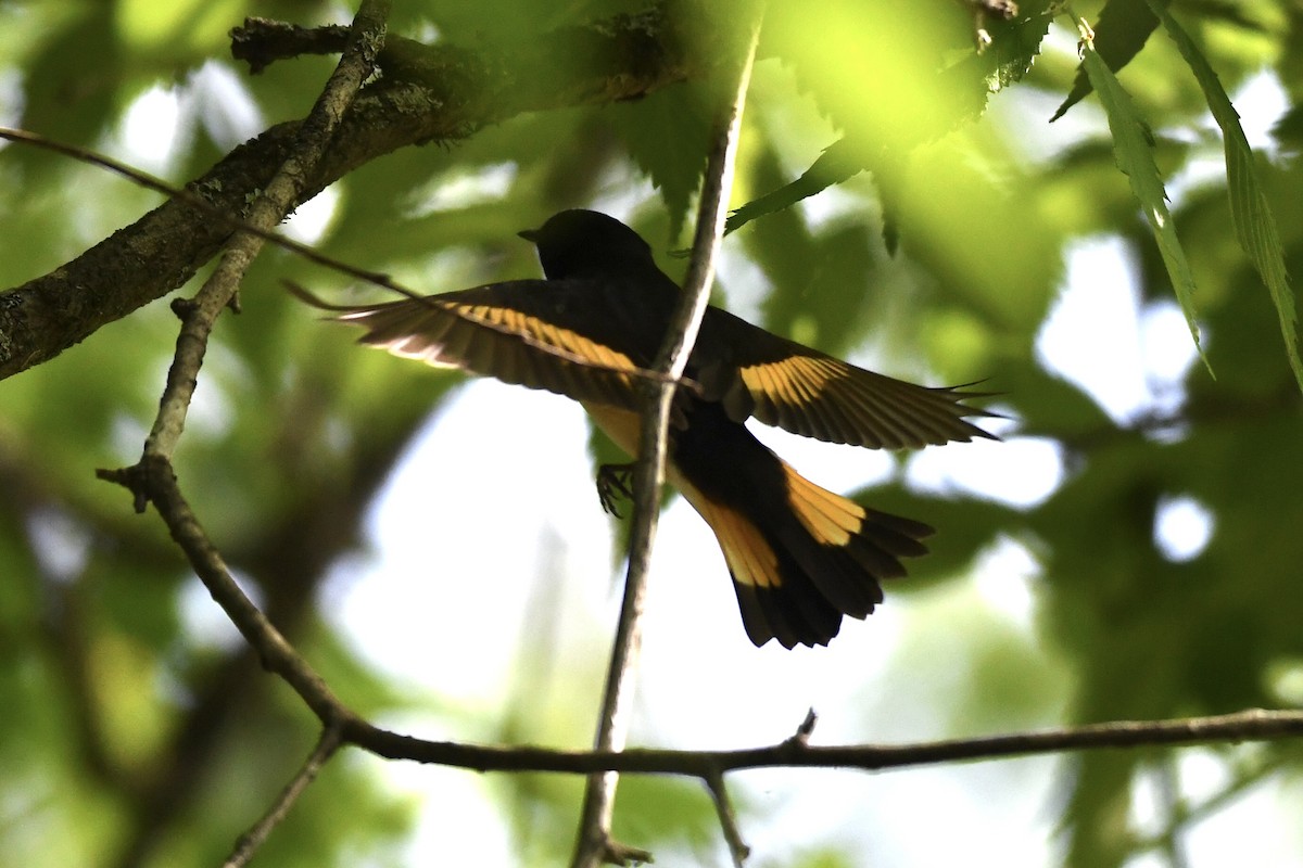 American Redstart - ML438270071