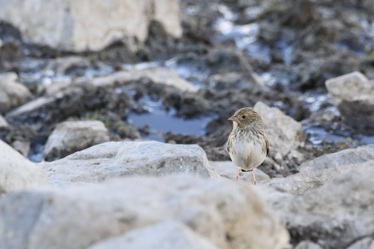 Band-tailed Sierra Finch - ML438270131