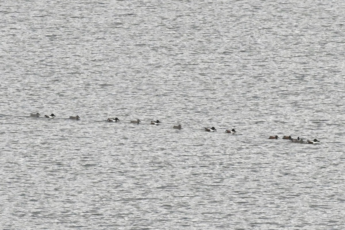 Northern Shoveler - ML438270201