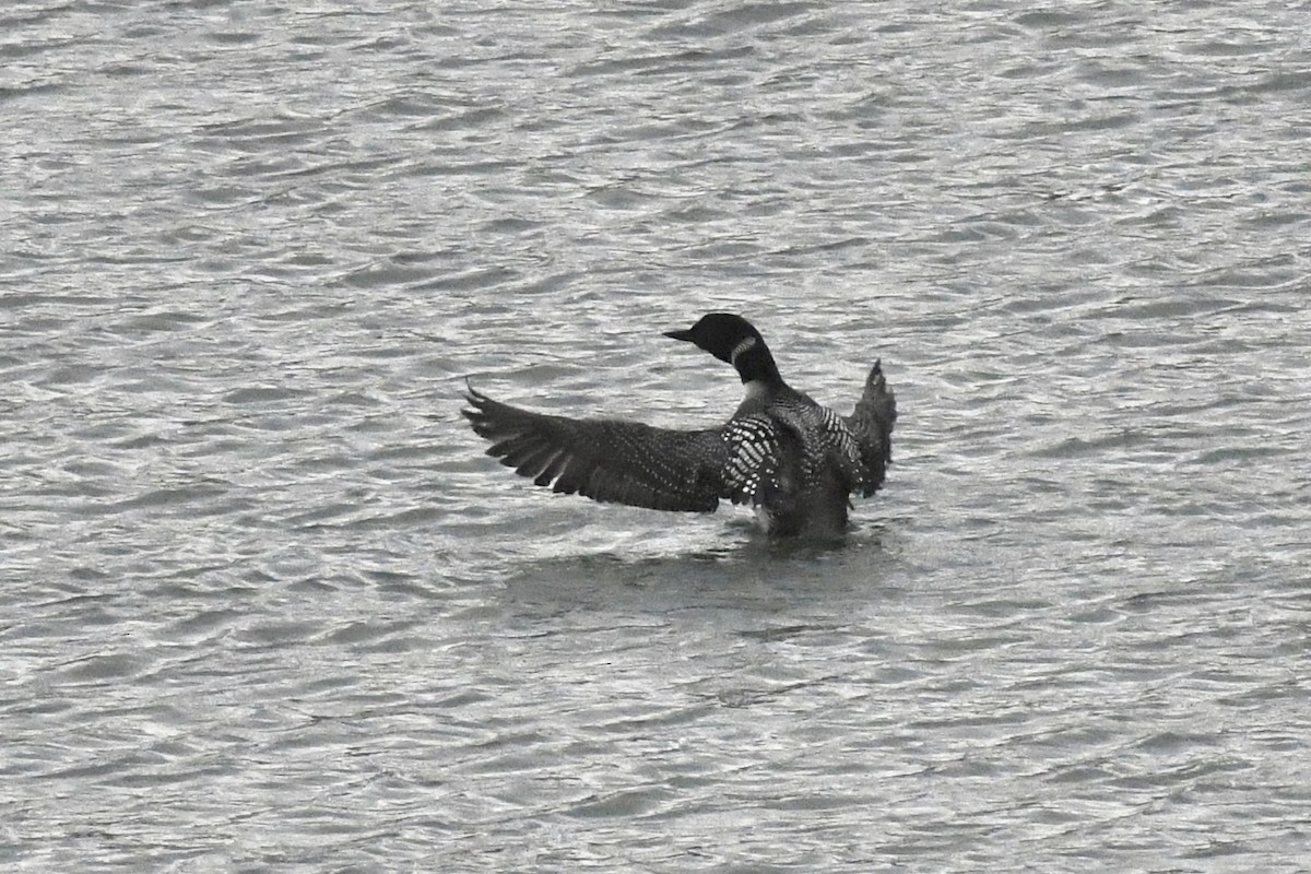 Common Loon - ML438270301