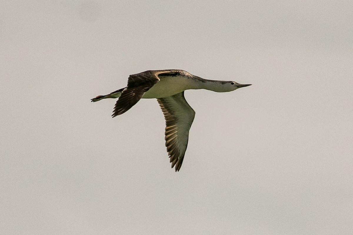 Red-throated Loon - ML438270521