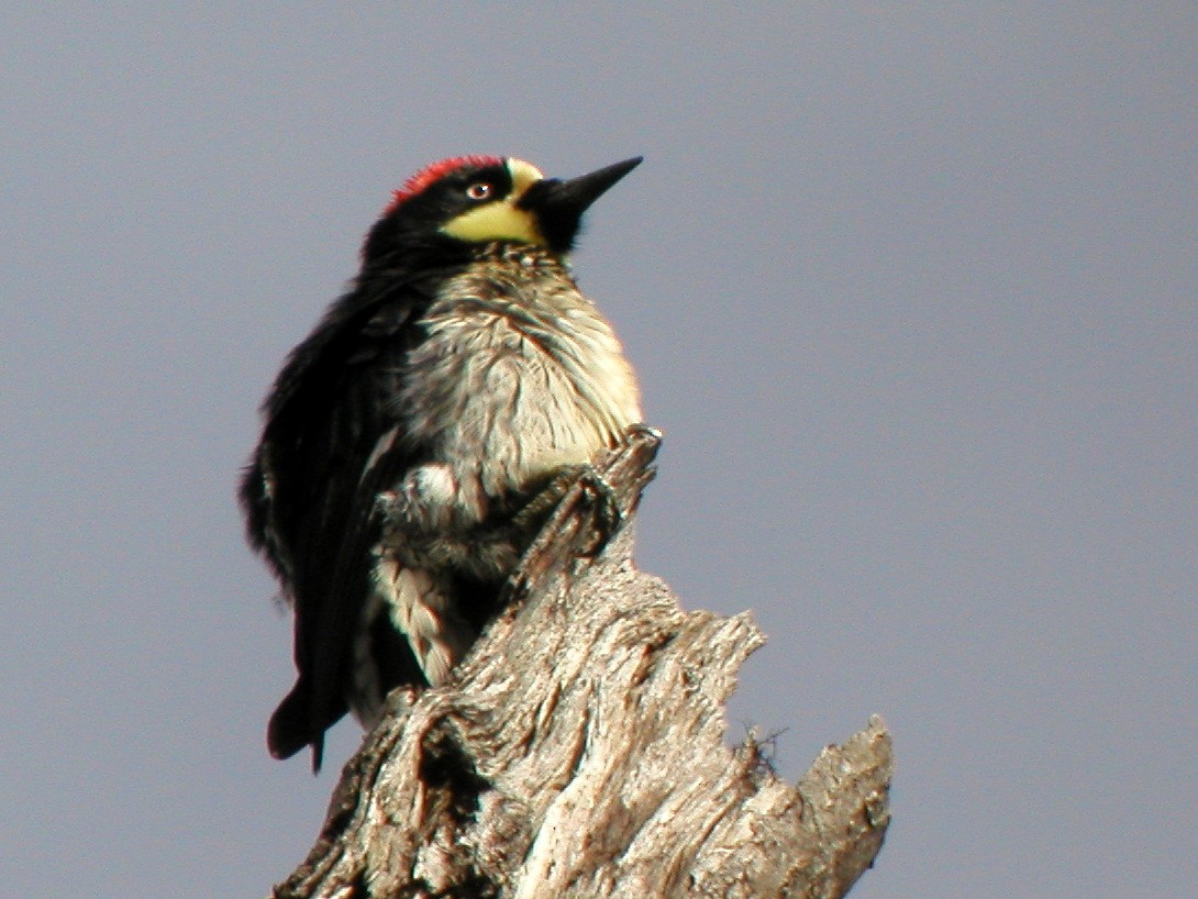 Acorn Woodpecker - ML43827091